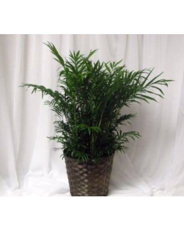Palm plant-medium